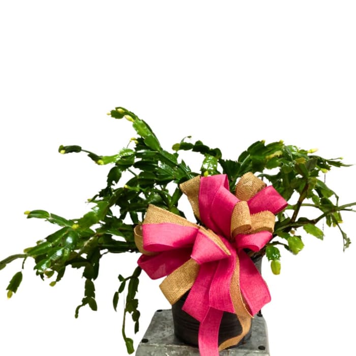 holiday cactus
