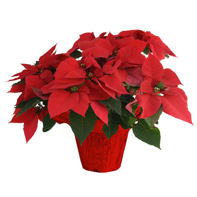Small Poinsettia
