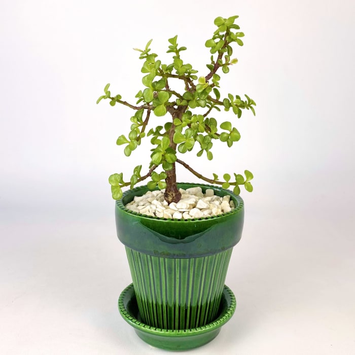 PORTULACARIA