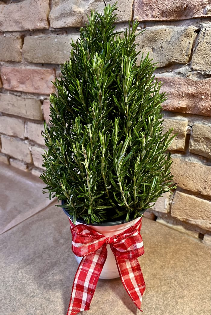 Rosemary Tree