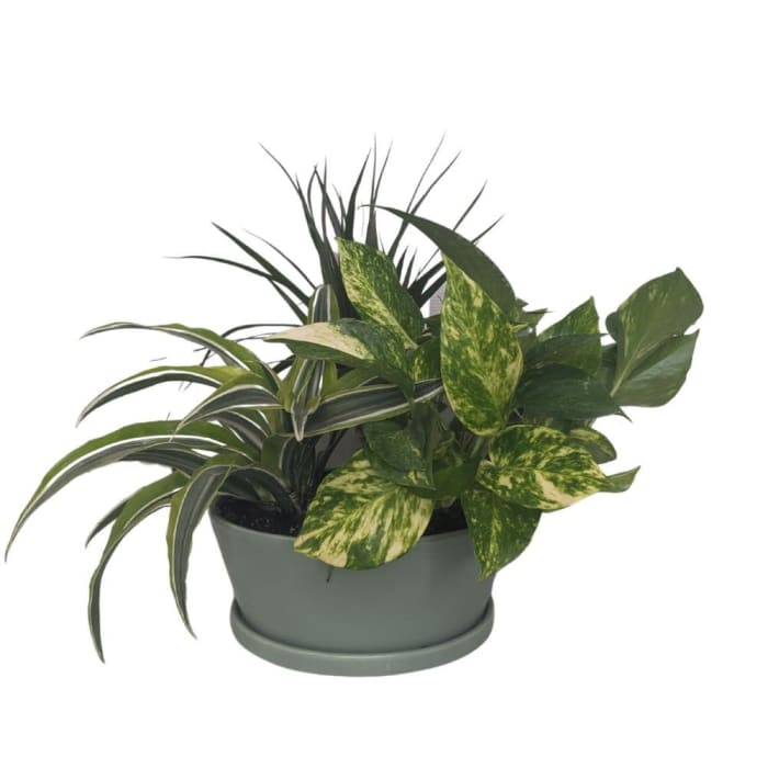 Medium Dish Garden