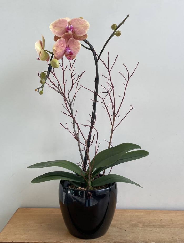 Autumn Orchid