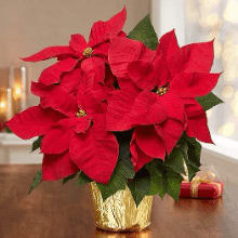 Extra Small Poinsettia