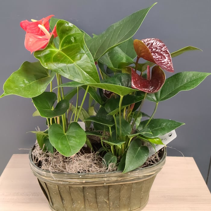 Anthirium Double Basket