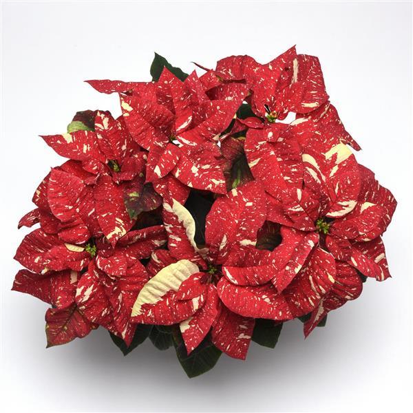 Poinsettia 4"