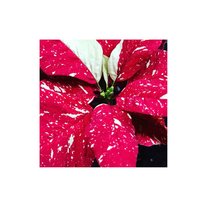 Jingle Bell Large Poinsettia