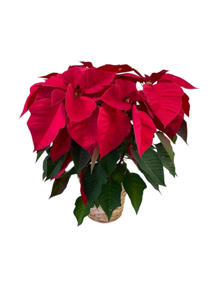 Poinsettia Plant