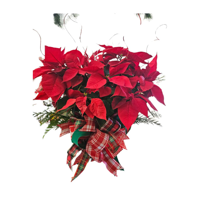 Large Classic Red Poinsettia Plant