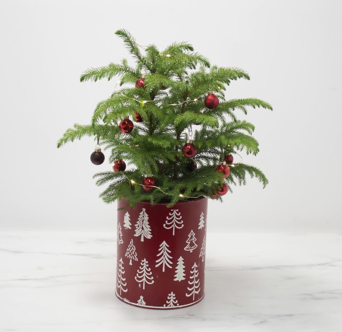 Decorated Norfolk Island Pine