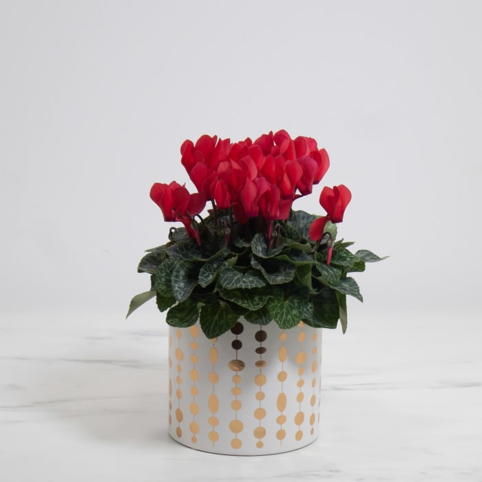 Cyclamen