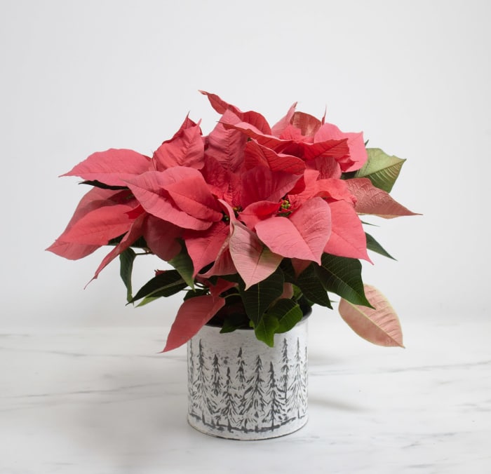 6" Pink Poinsettia Pot