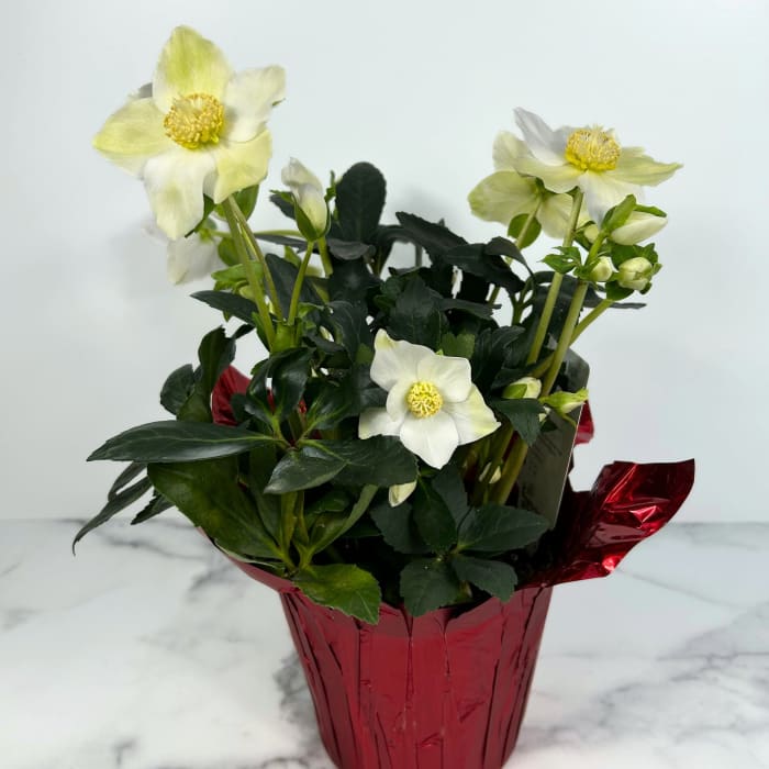 Potted Helelbore