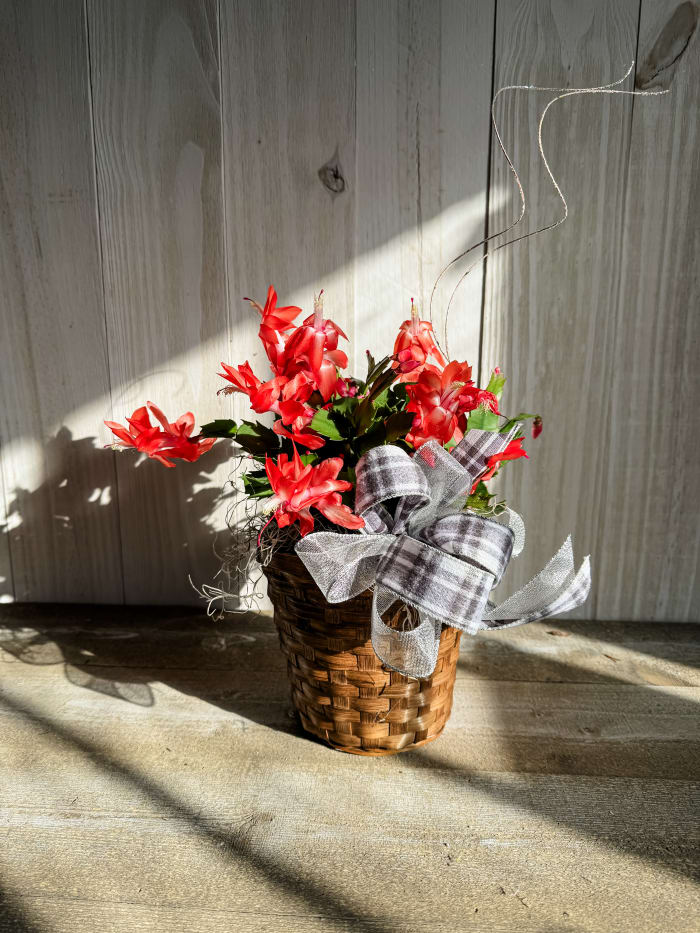 Christmas Cactus **SALE$**