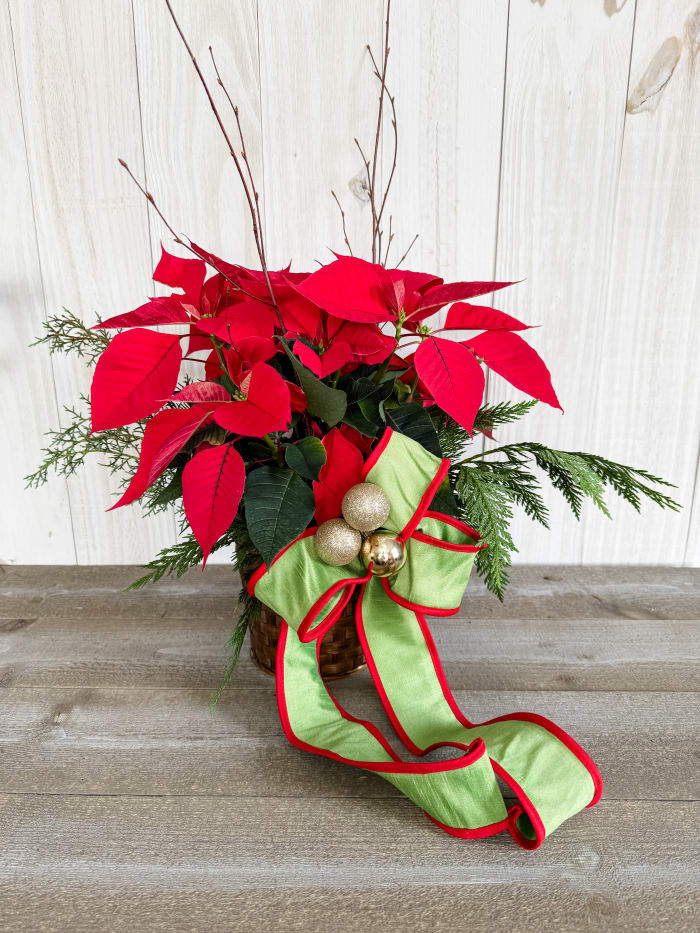 6" Poinsettia **SALE$**