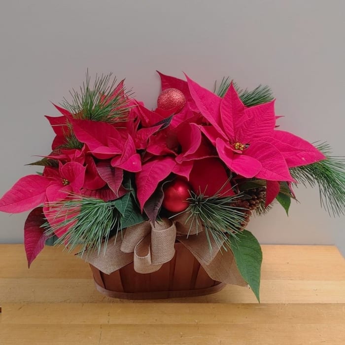 Double poinsettia
