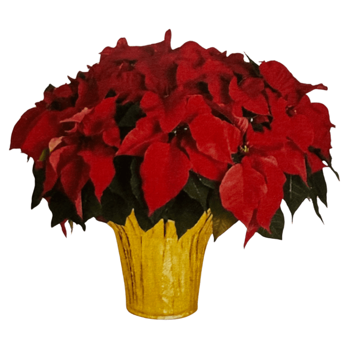 Jumbo Red Poinsettia