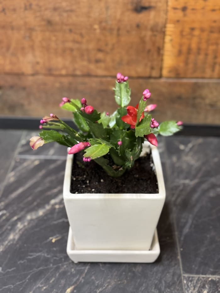 SALE! Christmas Cactus