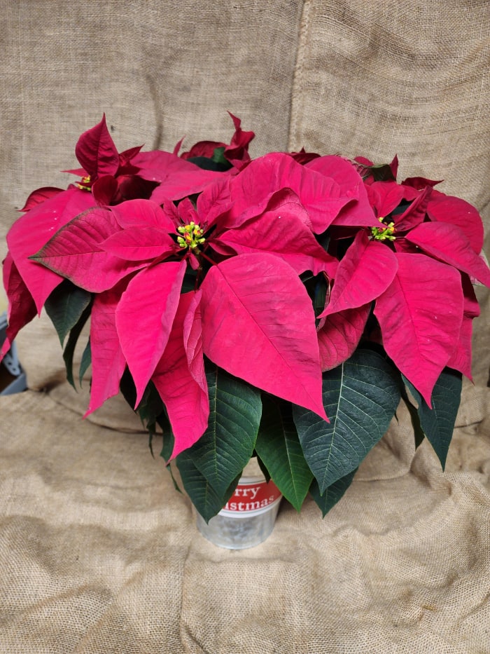 Poinsetta