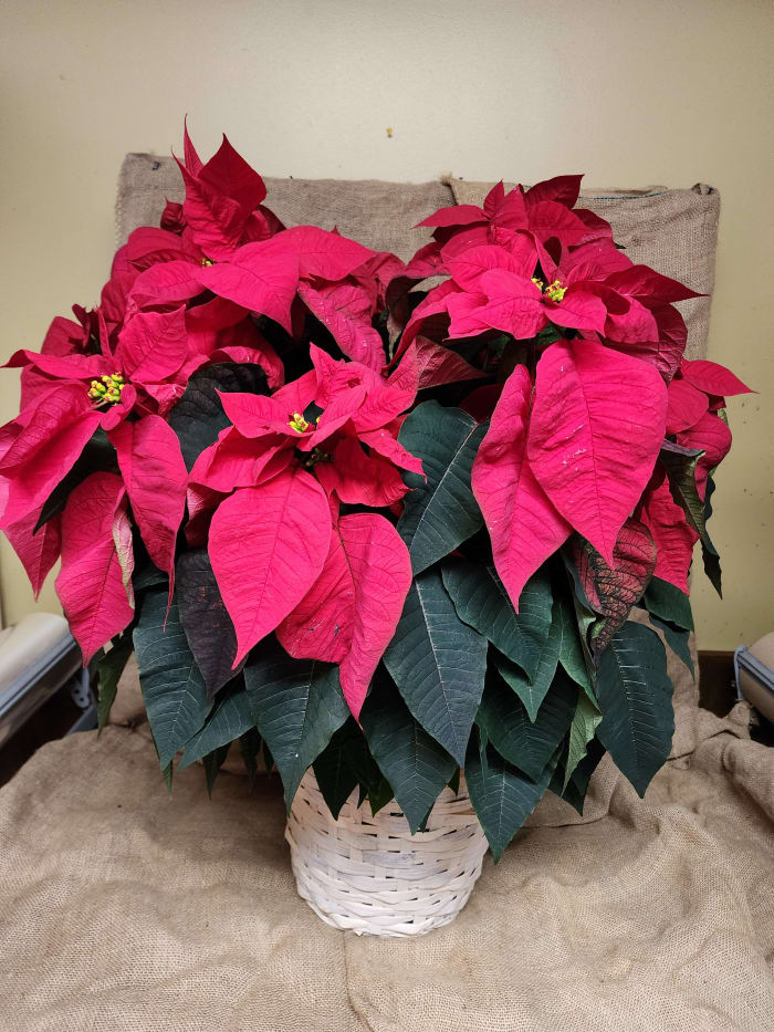 Poinsetta
