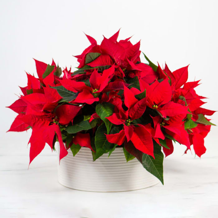 Poinsettia Centerpiece