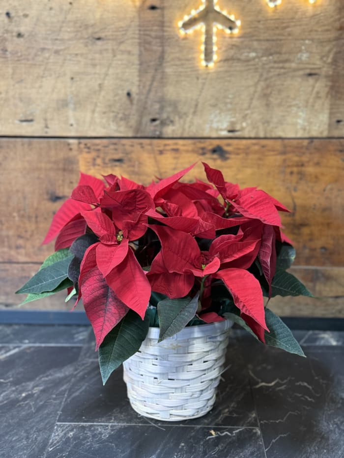 Poinsettia