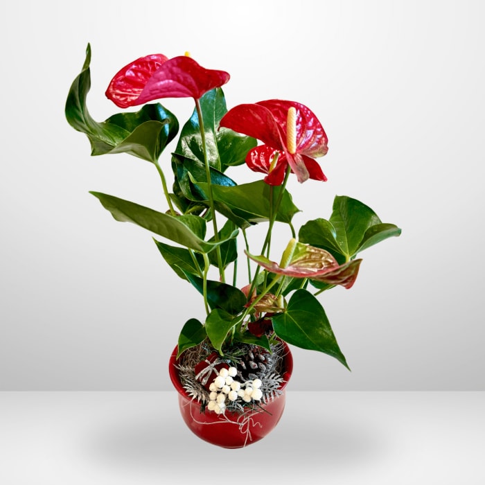 Christmas Anthurium- Blooms Year Round