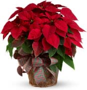 Pointsettia Plant large EBF-633