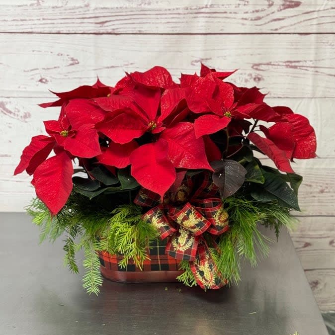 Holiday Dressed Double Poinsettia Plant
