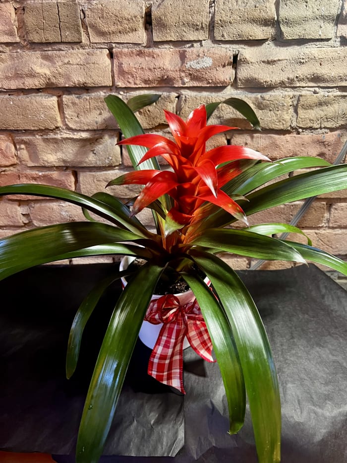 Bromeliad in a Ceramic Pot