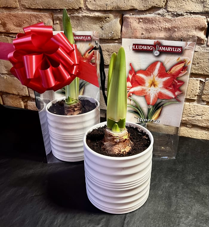 Red and White Amaryllis Bulb in a Ceramic Pot.