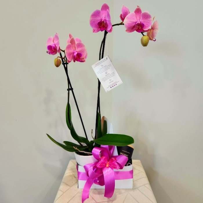 Orchid Gift Arrangement