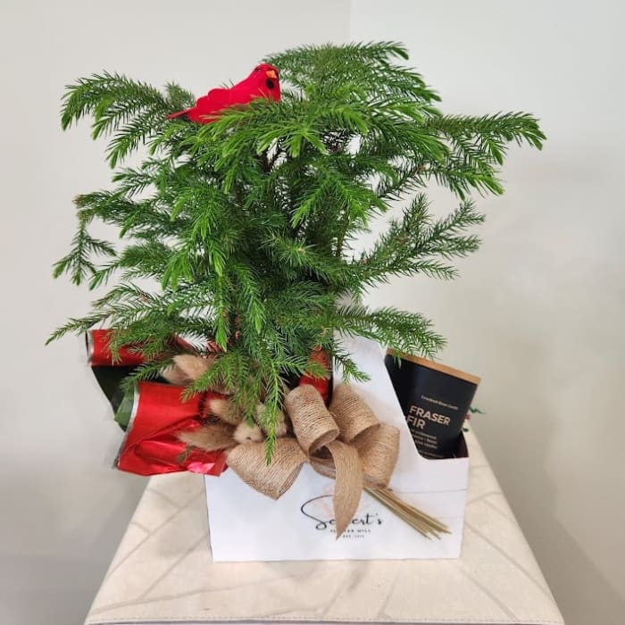 Pine-ing After You Gift Arrangement