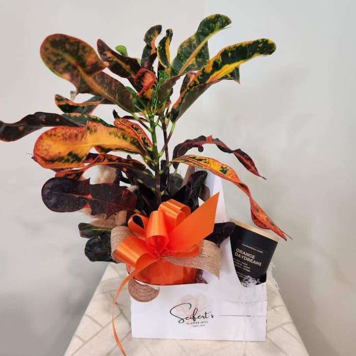 Orange You Glad You Met Me Gift Arrangement