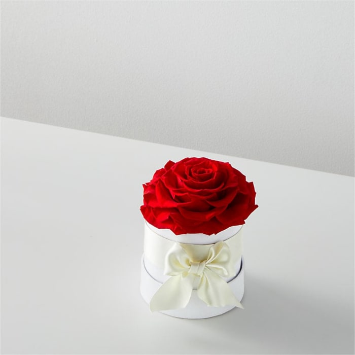 Red Forever Roses