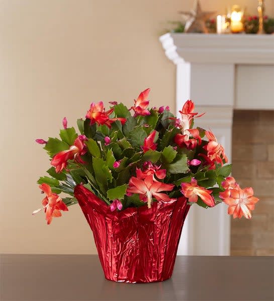 Christmas Cactus
