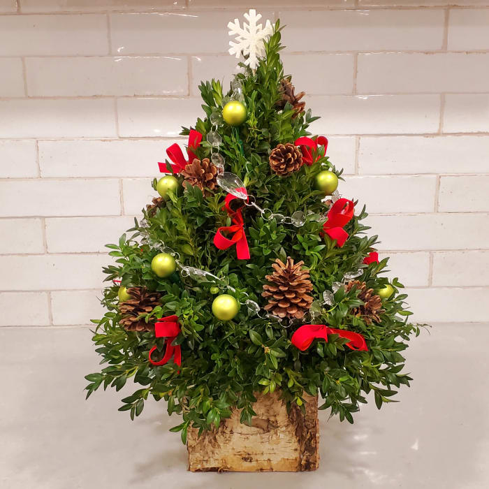 Large Boxwood Tree in Birch