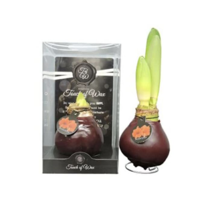 Waxed Amaryllis Bulb