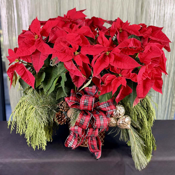 Holiday Poinsettia