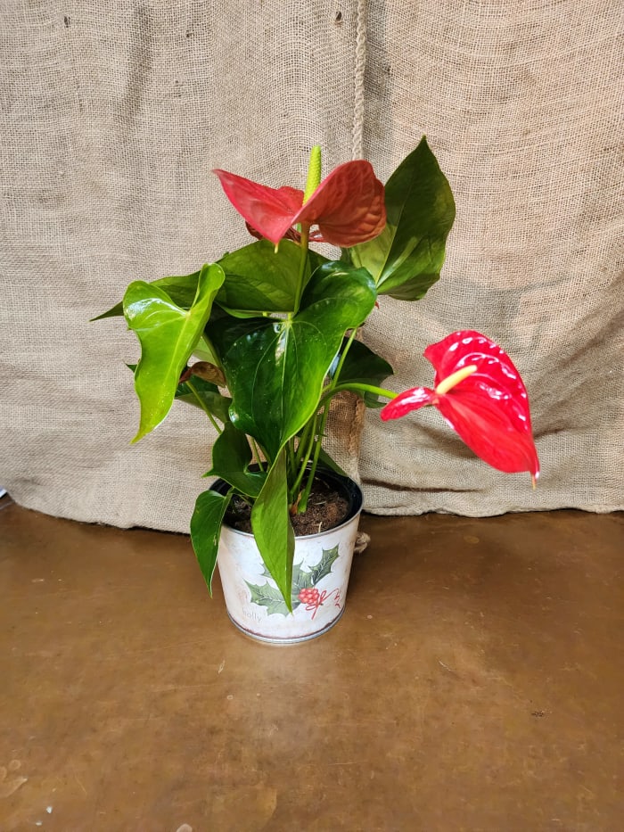 Anthurium