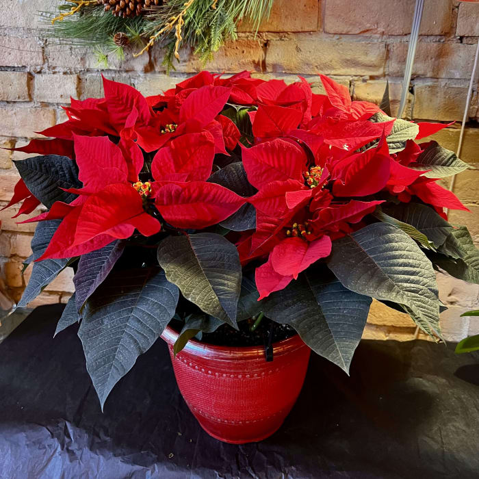 Large Poinsettia