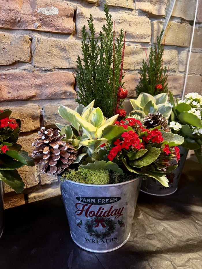 Holiday Tree and Plants in a Tin Pot