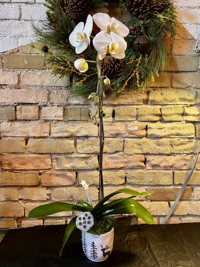 Orchid in Reindeer Pot