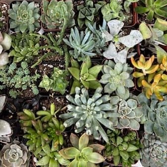 Assorted Succulents