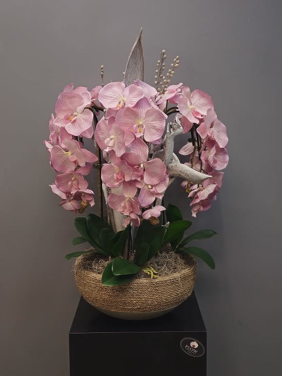 Pink orchid ballet