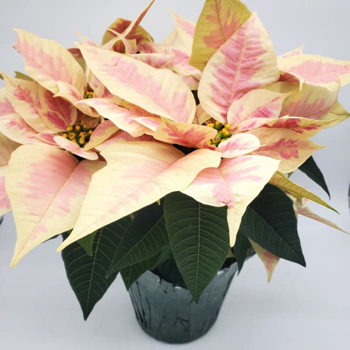 6 Inch Marble Poinsettia