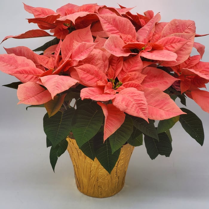 Champagne Pink Poinsettia