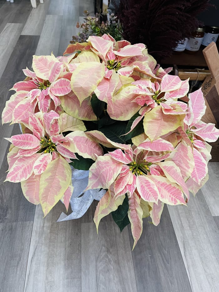 Large Marble Poinsettia