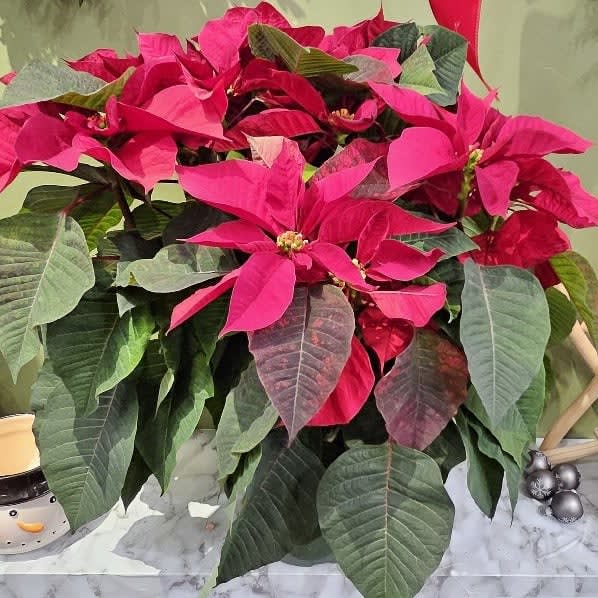8 Inch Poinsettia