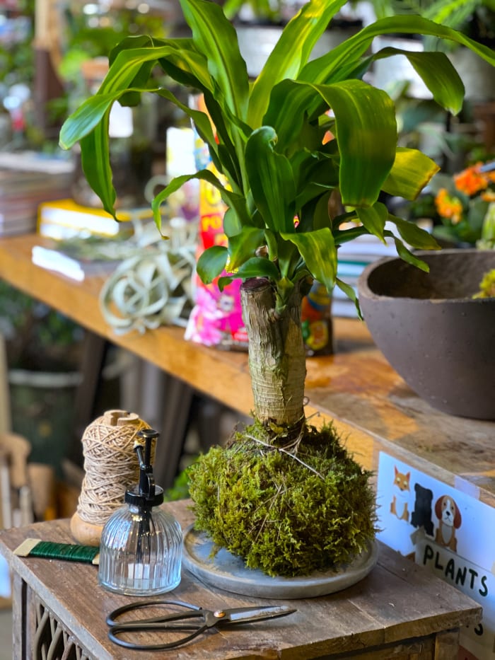 January 18th Kokedama Workshop