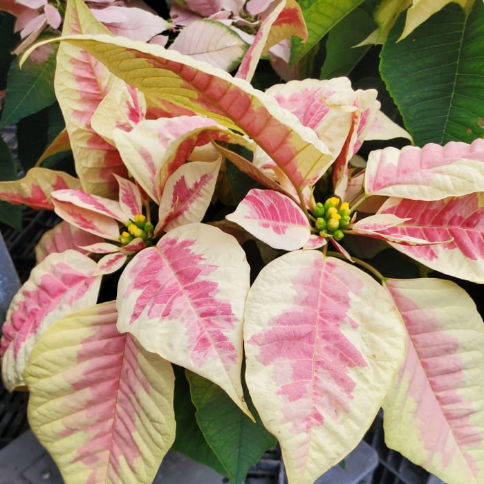 4 Inch Marble Poinsettia
